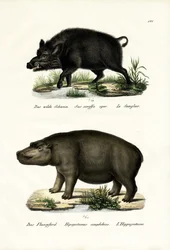 Sanglier, 1824